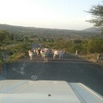 Face-offs with cows, and flying chickens. Lessons in community from Ethiopian roads